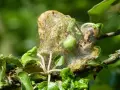 Nid de chenille sur pommier. Un traitement naturel est nécessaire pour protéger l'arbre.