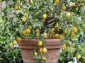 Un citronnier en pot, prêt à greffer, porte de nombreux fruits jaunes mûrs et des fleurs.