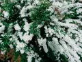 Un buisson de spirée en pleine floraison, ses grappes de petites fleurs blanches contrastent avec le feuillage vert. Une taille adéquate permettrait de mettre en valeur sa forme naturelle.