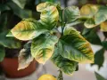 Les feuilles du citronnier se recroquevillent, montrant des marbrures jaunes et vertes. Un citron jaune est visible en bas.