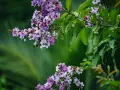 Grappes de fleurs mauves et blanches sur une branche de lagerstroemia, avec des feuilles vertes luxuriantes en arrière-plan.