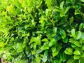 Gros plan sur un feuillage dense et vert, typique d'une bouture de laurier cerise. Les feuilles luisantes forment un mur végétal.