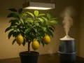 Un citronnier en pot, éclairé par une lampe de croissance, avec des citrons mûrs. Un humidificateur diffuse de la vapeur, créant une ambiance propice pour savoir comment polliniser un citronnier.
