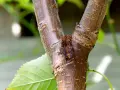 Gros plan sur un chancre d'arbre, une plaie sombre sur l'écorce brune, avec une feuille verte floue à gauche.