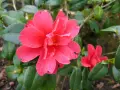Une belle bouture camélia rose vif, ornée de gouttelettes d'eau, s'épanouit parmi ses feuilles vertes.