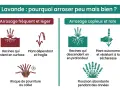 Faut-il arroser la lavande ? L'image compare l'arrosage fréquent et léger (racines superficielles, plante fragile) à l'arrosage copieux et rare (racines profondes, plante résistante).