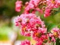Grappes de fleurs roses vives du lilas des Indes (Lagerstroemia indica), avec des feuilles vertes et un arrière-plan flou.