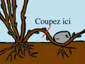 Illustration du marcottage du noisetier : une branche courbée vers le sol, avec une indication "Coupez ici" et une pierre pour maintenir la branche.