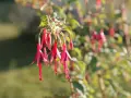 Grappe de fleurs de plante fuchsia aux teintes roses et violettes, suspendues comme des clochettes.