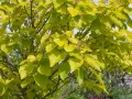 Feuillage doré d'un catalpa, ses feuilles lumineuses captent la lumière du soleil. La taille de cet arbre est idéale pour un jardin.