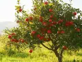 Un arbre de grenadier porte de nombreux fruits rouges mûrs, offrant une belle exposition dans un verger ensoleillé.