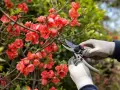 Mains gantées taillant un cognassier du Japon en fleurs, préparant la plante pour la saison.