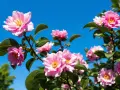 Des fleurs de camélia roses épanouies sous un ciel bleu vif. La **taille camélia** a permis à ces magnifiques fleurs de s'épanouir.