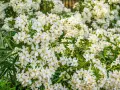 Gros plan sur une **bouture d'oranger du Mexique** en pleine floraison, ses petites fleurs blanches étoilées illuminent le feuillage vert.