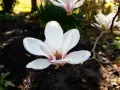 Magnolia blanche en gros plan, parfaite pour apprendre comment tailler un magnolia. Le soleil éclaire ses pétales délicats.