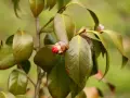 Un bourgeon de camélia rouge vif commence à s'ouvrir, entouré de feuilles vertes. Il semble que la plante souffre d'une maladie, car certaines feuilles sont décolorées.