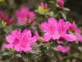 Des fleurs d'azalée d'un rose vif, avec des taches plus foncées sur leurs pétales, s'épanouissent. La taille de ces azalées est impressionnante.