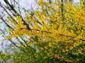 Rameaux couverts de fleurs jaunes éclatantes, annonçant la forsythia floraison. Le printemps est là !