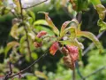 Feuilles de pêcher déformées et rouges, signe d'une maladie.