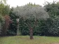 Un jeune olivier au tronc tortueux, prêt pour apprendre comment tailler un jeune olivier. Entouré de verdure luxuriante.
