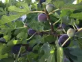 Comment faire pousser un figuier à partir d'une figue : des figues vertes et violettes mûrissent sur un arbre feuillu, promettant de futurs plants.