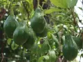 Grappe d'avocats verts mûrs sur une branche. L'avocatier taille est impressionnante, promettant une belle récolte.