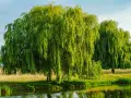 Un grand saule pleureur, ses branches tombantes comme des cascades vertes, se reflète dans l'eau calme. Il semble que le saule pleureur perd ses feuilles, mais c'est juste la lumière qui joue.
