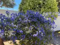 Un magnifique céanothe terre de bruyère, couvert de grappes de fleurs bleues éclatantes, illumine un jardin ensoleillé.