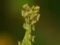Un essaim de pucerons verts du rosier s'agglutine sur une tige verte, certains individus étant d'un rouge plus foncé.