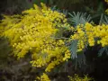 Rameau de mimosa aux fleurs d'un jaune éclatant, évoquant la douceur du printemps. La couleur mimosa est ici à son apogée.