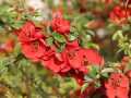 Bouture de cognassier en pleine floraison, ses fleurs rouges vives contrastent avec le feuillage vert.
