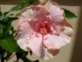 Fleur d'hibiscus rouge vif avec des feuilles vertes et un bouton floral.