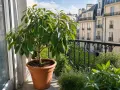 Un jeune arbre avocat, chargé de fruits verts, prospère sur un balcon parisien, offrant une touche de verdure luxuriante.