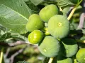 Grappe de figues vertes mûres sur une branche, avec des feuilles luxuriantes.