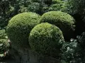Trois buis taillés en boules sur un muret de pierre. Ces arbustes, malgré leur belle apparence, peuvent souffrir de la maladie du buis.