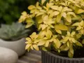 Plante d'Oranger du Mexique aux feuilles jaunes, peut-être un signe de maladie. Un succulent est flou en arrière-plan.