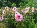 Un parterre de fleurs roses éclatantes, une magnifique floraison hibiscus, se dresse fièrement sous le soleil, entouré de verdure luxuriante.