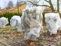 Des plantes, dont un palmier, sont emballées dans du tissu blanc pour les protéger du **palmier hiver**.
