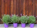 Quatre pots de lavande variété aux fleurs violettes, alignés devant un mur de bois brun.