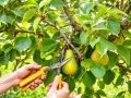 Mains tenant des ciseaux jaunes pour apprendre comment tailler un poirier, près de poires mûres sur une branche feuillue.