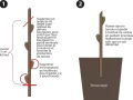 Illustration montrant comment préparer une bouture de noisetier pour la plantation.