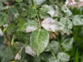 Feuilles de rosier atteintes de mildiou, une poudreuse blanche recouvrant le feuillage vert.