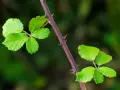Tige pourpre de ronce avec des feuilles vertes vives et des épines acérées, un défi pour se débarrasser des ronces.