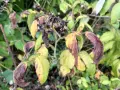 Feuilles de framboisier jaunies et brunies, signe d'une maladie. Les tiges sont sèches et les fruits flétris.