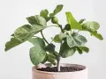 Jeune figuier en pot, ses feuilles vertes et lobées semblent saines, sans signe de maladie du figuier. Une petite figue verte est visible.