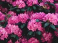 Gros plan sur des fleurs de rhododendron roses vives, leurs pétales délicats contrastant avec le feuillage sombre. La taille de ces fleurs est impressionnante.