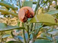 Un fruit abîmé sur une branche, signe d'une possible maladie de l'abricotier. Les feuilles sont vertes mais semblent légèrement atteintes.