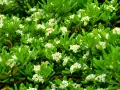 Un buisson dense de Pittosporum tobira, couvert de petites fleurs blanches parfumées, offre un spectacle printanier.