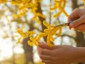 Des mains coupent une bouture de mimosa, ses grappes jaunes éclatantes baignées de soleil.