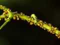 Un essaim de pucerons jaunes envahit une tige verte de laurier rose, une petite chenille verte se faufile parmi eux.